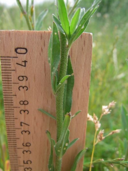 Datei:Graukresse, Stengel und Blatt.jpg