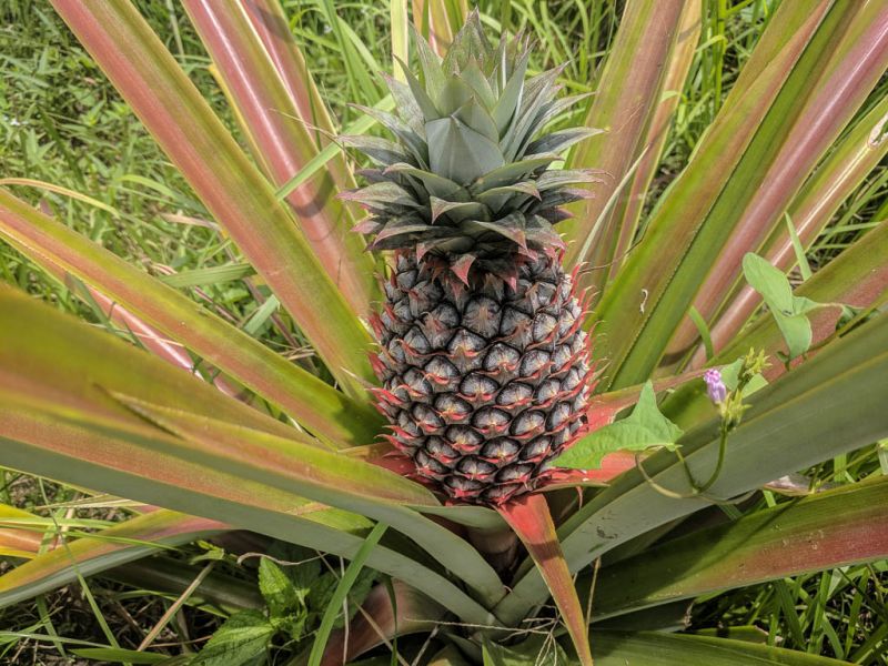 Datei:Ananas, ganze Pflanze.jpg