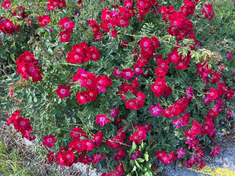 Datei:Gebirgsrose.jpg