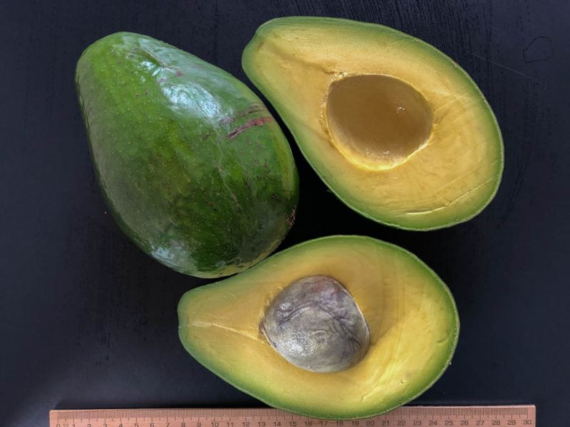 Datei:Avocado Semil 34.jpg