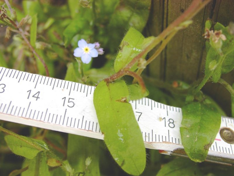 Datei:Vergissmeinnicht, Blatt und Bluete.JPG