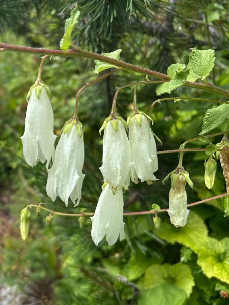 Datei:Lauchkrautblaettrige Glockenblume Blueten.jpg
