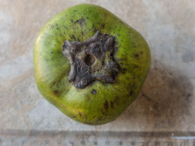 Datei:Sapote Negro, ganze Frucht.jpg