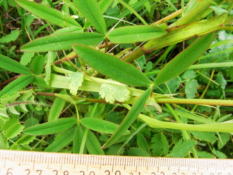 Datei:Purpur-Klee, Blatt.jpg