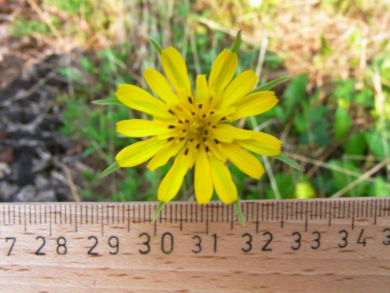 Datei:Wiesenbocksbart, Bluete.JPG