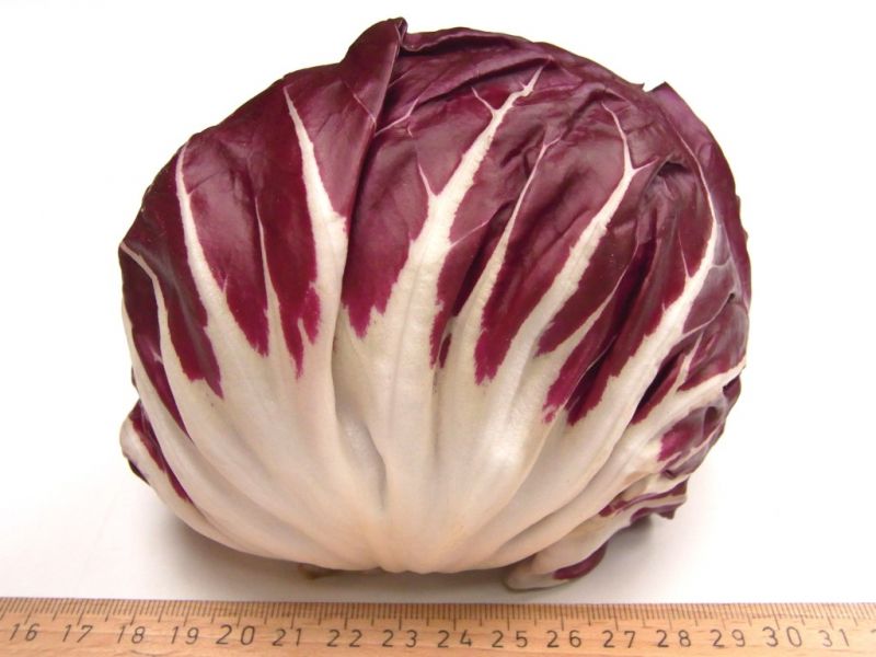 Datei:Radicchio.JPG