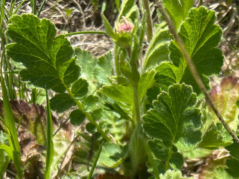 Datei:Berg Nelkenwurz Blatt.jpg