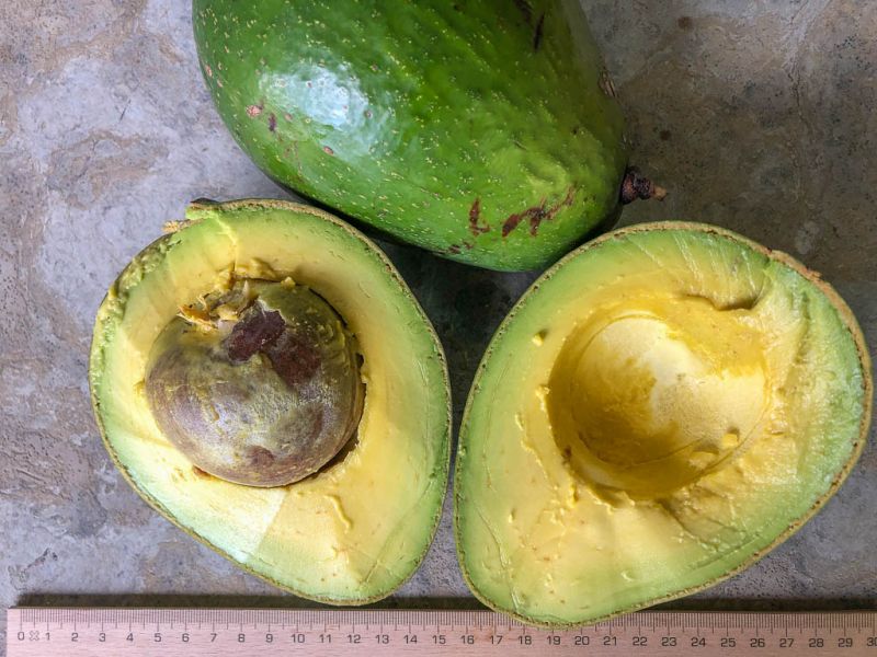 Datei:Avocado Californiano.jpg