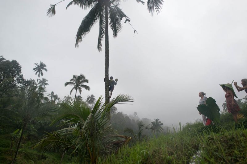 Datei:Reisebericht Bali 9.jpg