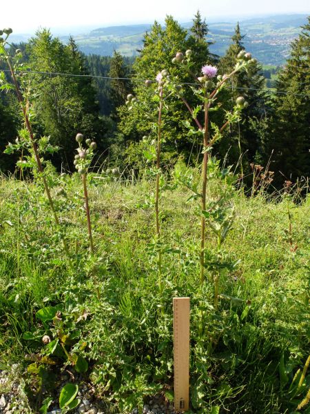 Datei:Acker-Kratzdistel.jpg