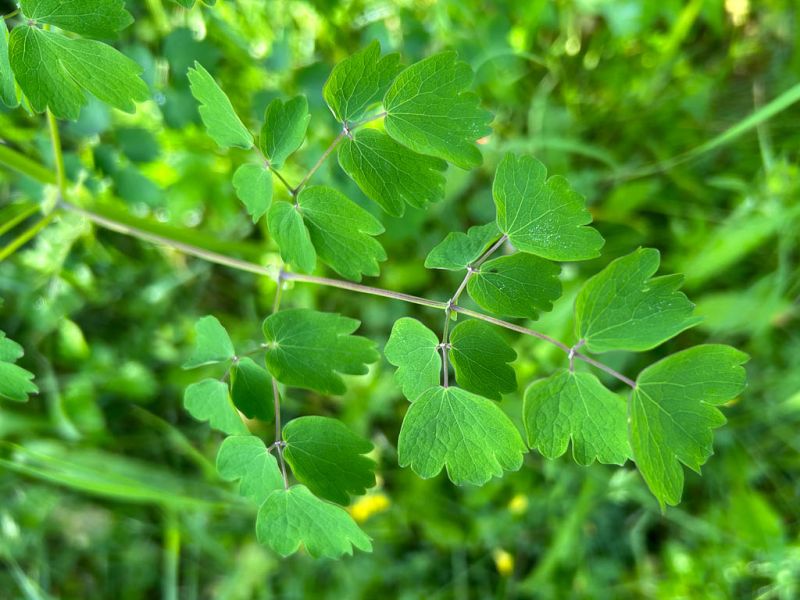 Datei:Akeleiblaettrige Wiesenraute Blatt.jpg