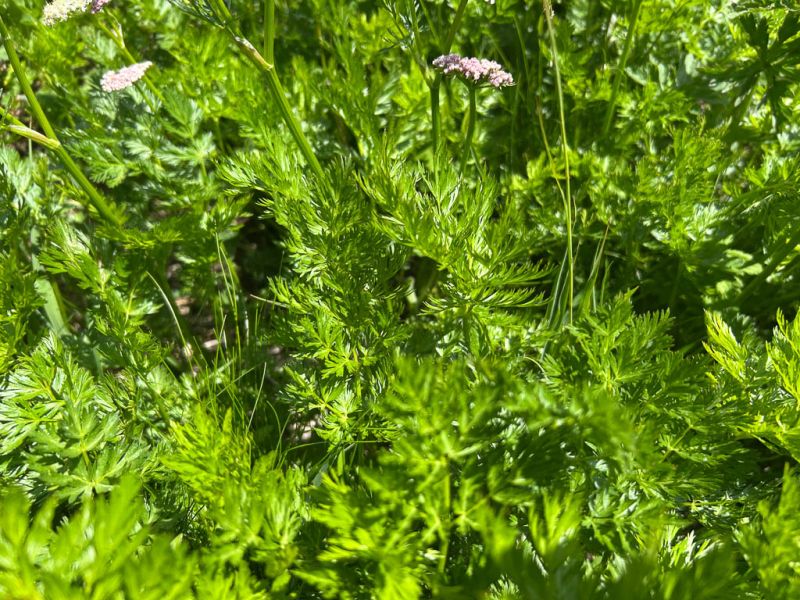 Datei:Alpen Mutterwurz Blatt.jpg