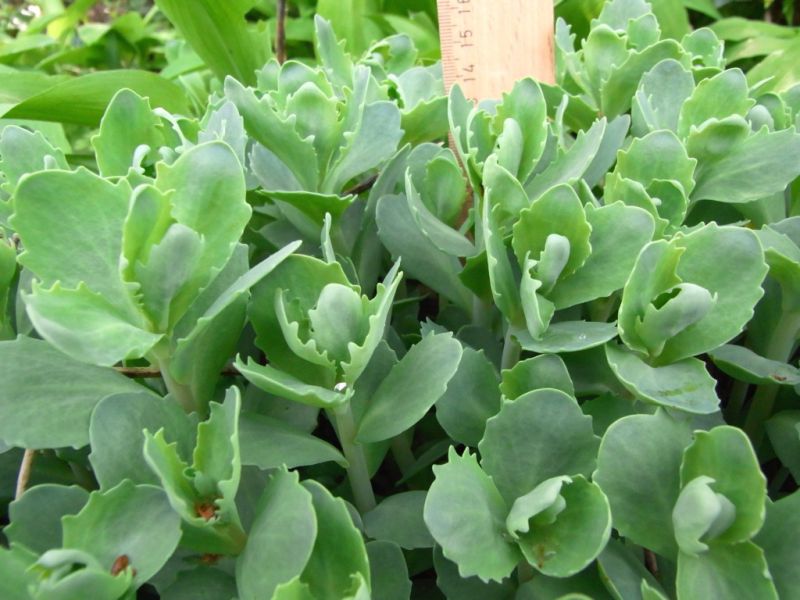 Datei:Fetthenne, grosse, junge Pflanzen.JPG