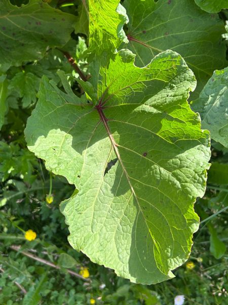 Datei:Alpen Ampfer Blatt.jpg