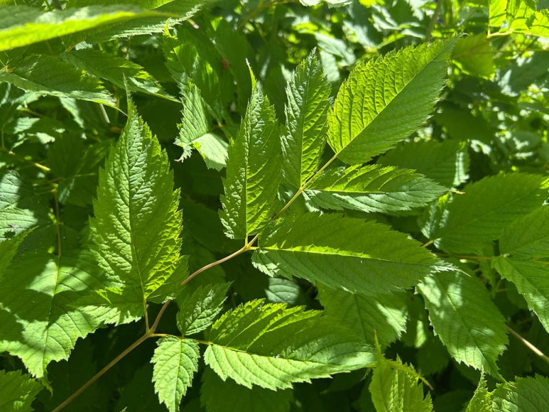 Datei:Wald Geissbart Blatt.jpg