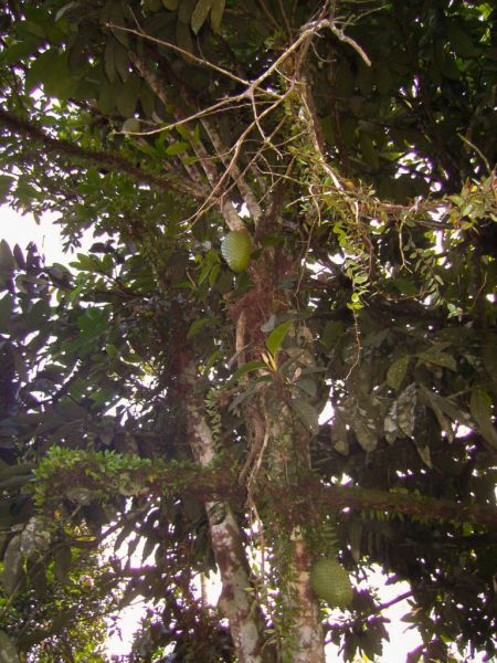 Datei:Stachelannone, Baum.jpg