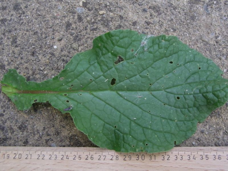 Datei:Borretsch, Blatt.JPG