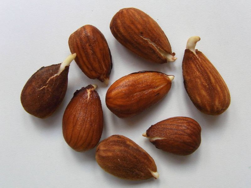 Datei:Mandeln gekeimt.jpg