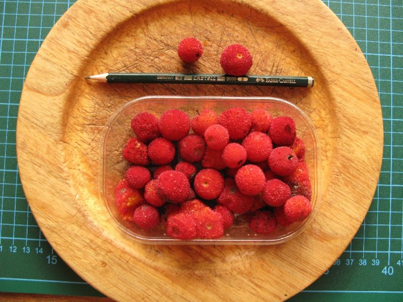 Datei:Baumerdbeeren.jpg