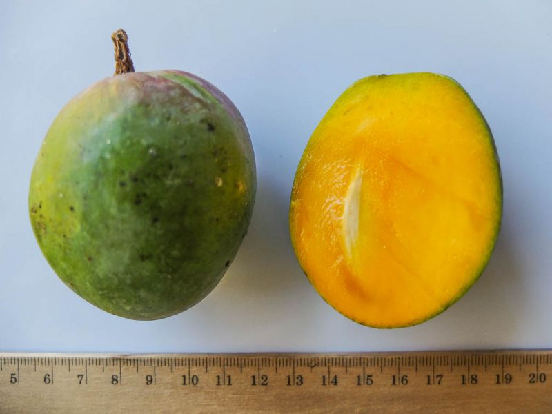Datei:Mango Ott.jpg