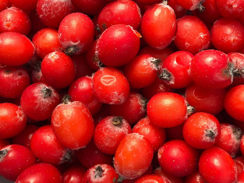 Datei:Mehlbeere, Fruechte.jpg