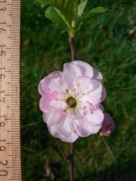 Datei:Mandelbaum, Bluete.jpg
