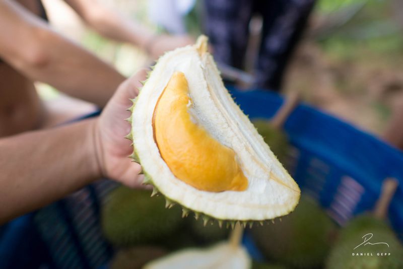 Datei:Durian, Fruchtfleisch.jpg