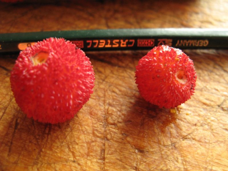 Datei:Baumerdbeeren, Nahaufnahme.jpg