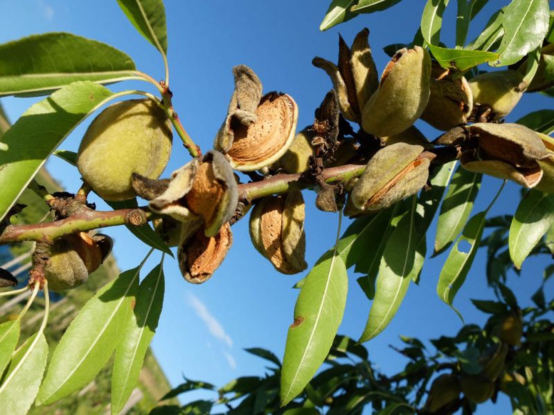 Datei:Mandeln am Baum.jpg