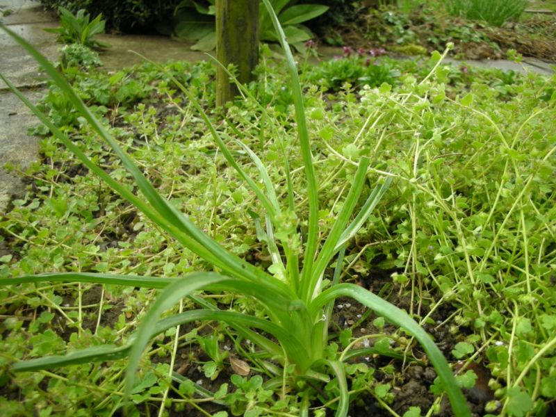 Datei:Wiesenbocksbart, Grundrosette.jpg