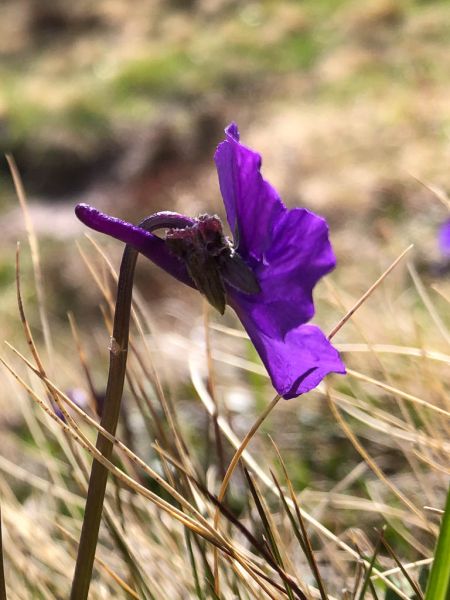 Datei:Hornveilchen Bluete Seitenansicht.jpg