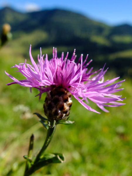 Datei:Wiesen-Flockenblume, Bluete.jpg