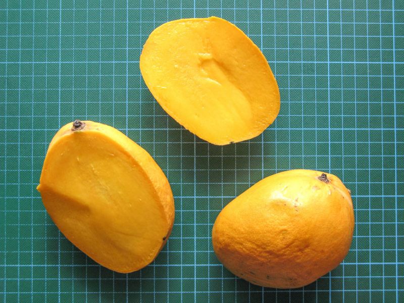 Datei:Mango Amelie.jpg