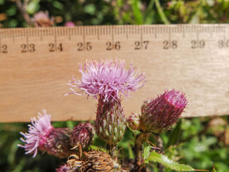 Datei:Acker-Kratzdistel, Bluete.jpg