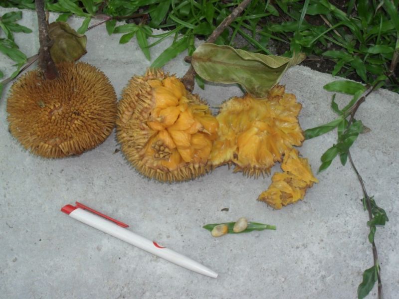 Datei:Artocarpus species.jpg