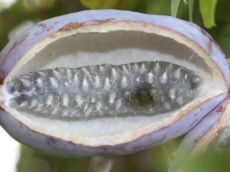 Datei:Akebia quinata Frucht.jpg