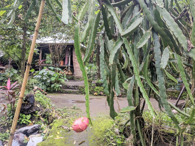 Datei:Pitahaya, ganze Pflanze.jpg