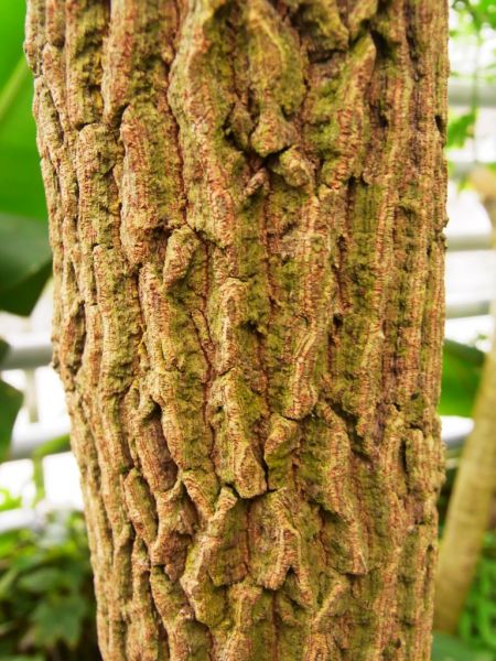 Datei:Tamarinde, Rinde.JPG