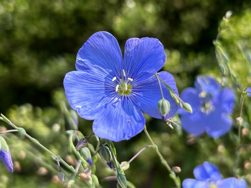 Datei:Ausdauernder Lein Bluete.jpg