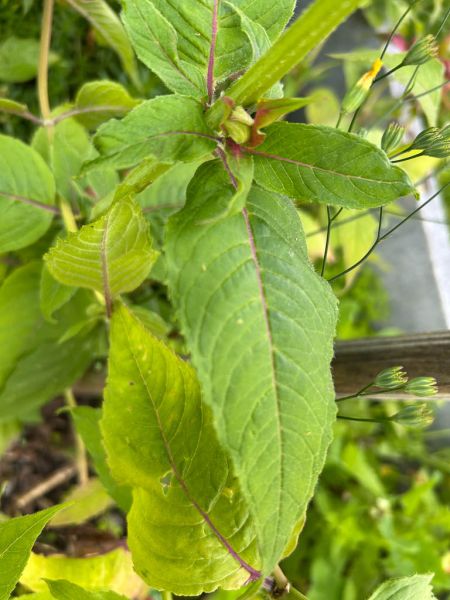 Datei:Indianernessel Blatt.jpg