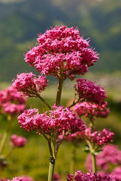 Datei:Rote Spornblume Bluetenstand.jpg