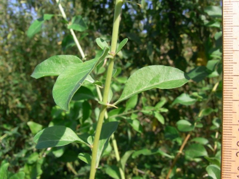 Datei:Gemeiner Bocksdorn, Stengel und Blatt.JPG