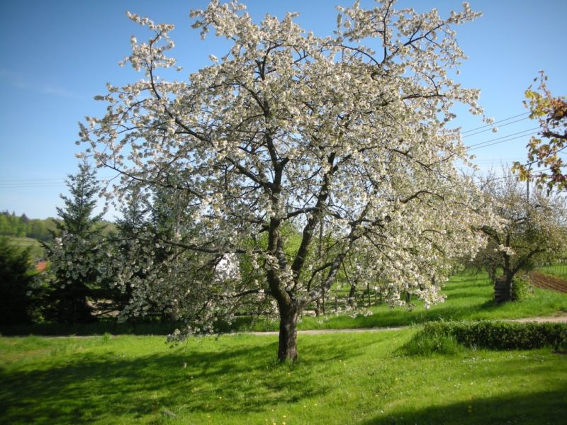 Datei:Kirsche, bluehender Baum.jpg
