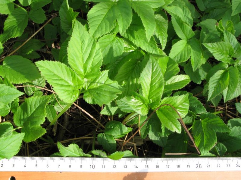 Datei:Giersch, junge Blaetter.JPG