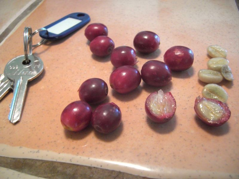 Datei:Kaffeestrauch, Kirschen.jpg