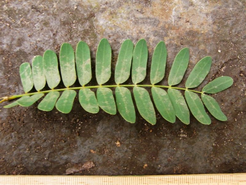 Datei:Tamarinde, Blatt.JPG