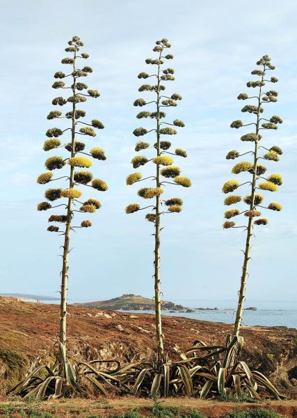 Datei:Agave amerikanische.jpg