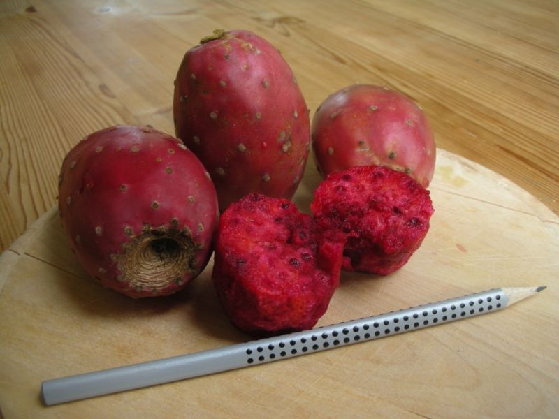 Datei:Kaktusfeige, rot.jpg