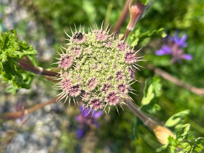 Datei:Berg Heilwurz Bluetenknospe.jpg