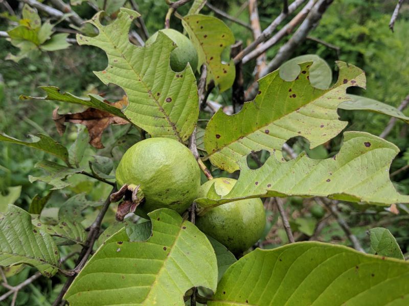 Datei:Guave, Fruechte.jpg